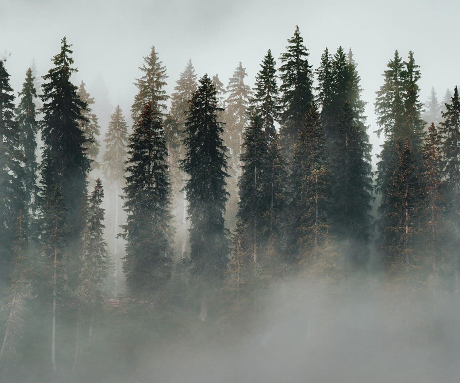 forest quotes Angie Weiland-Crosby