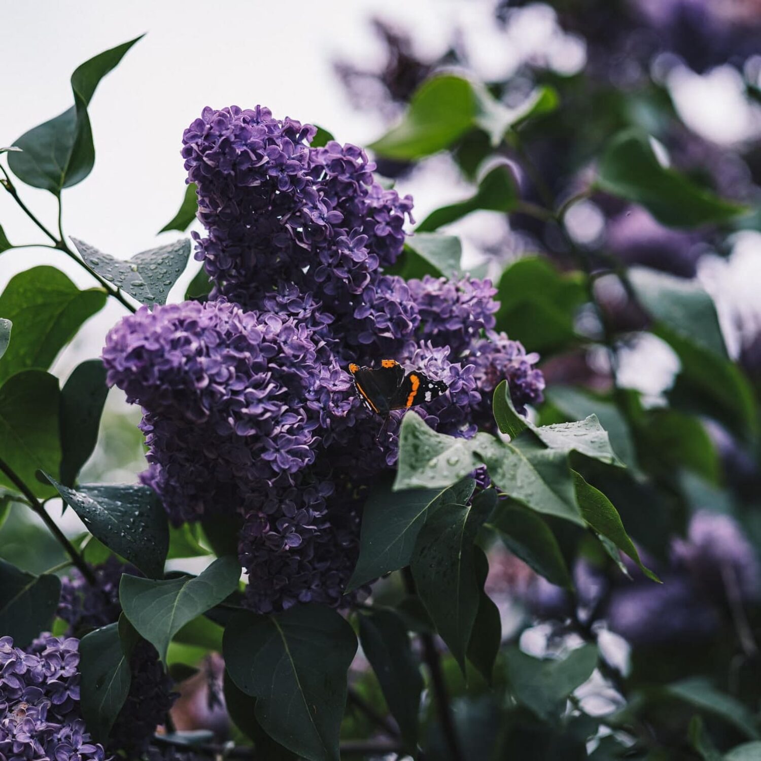 spring quotes Angie Weiland-Crosby