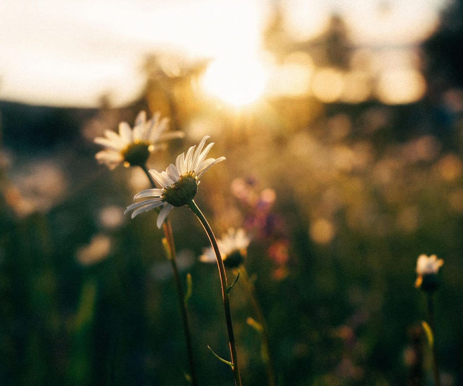 summer quotes Angie Weiland-Crosby