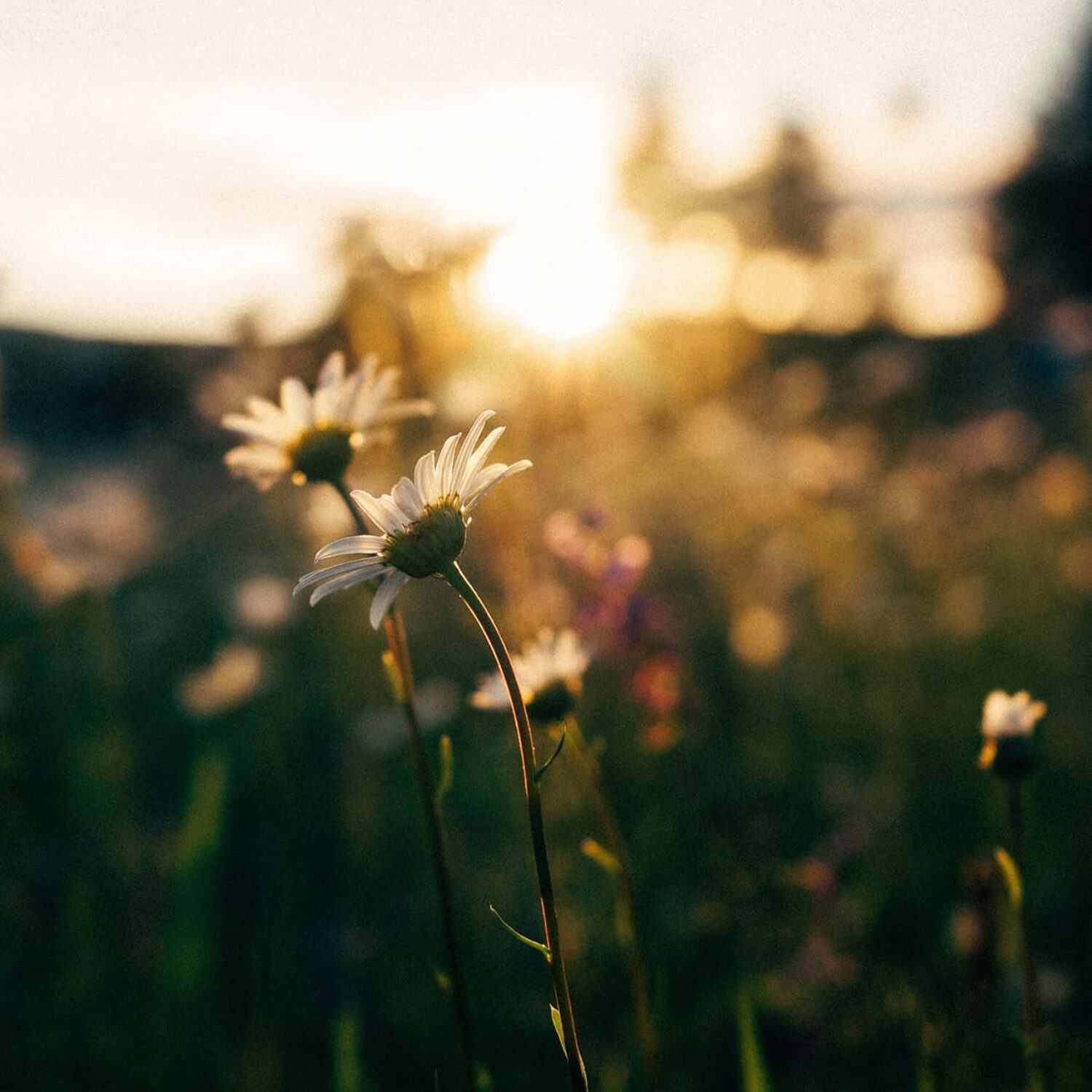 summer quotes Angie Weiland-Crosby